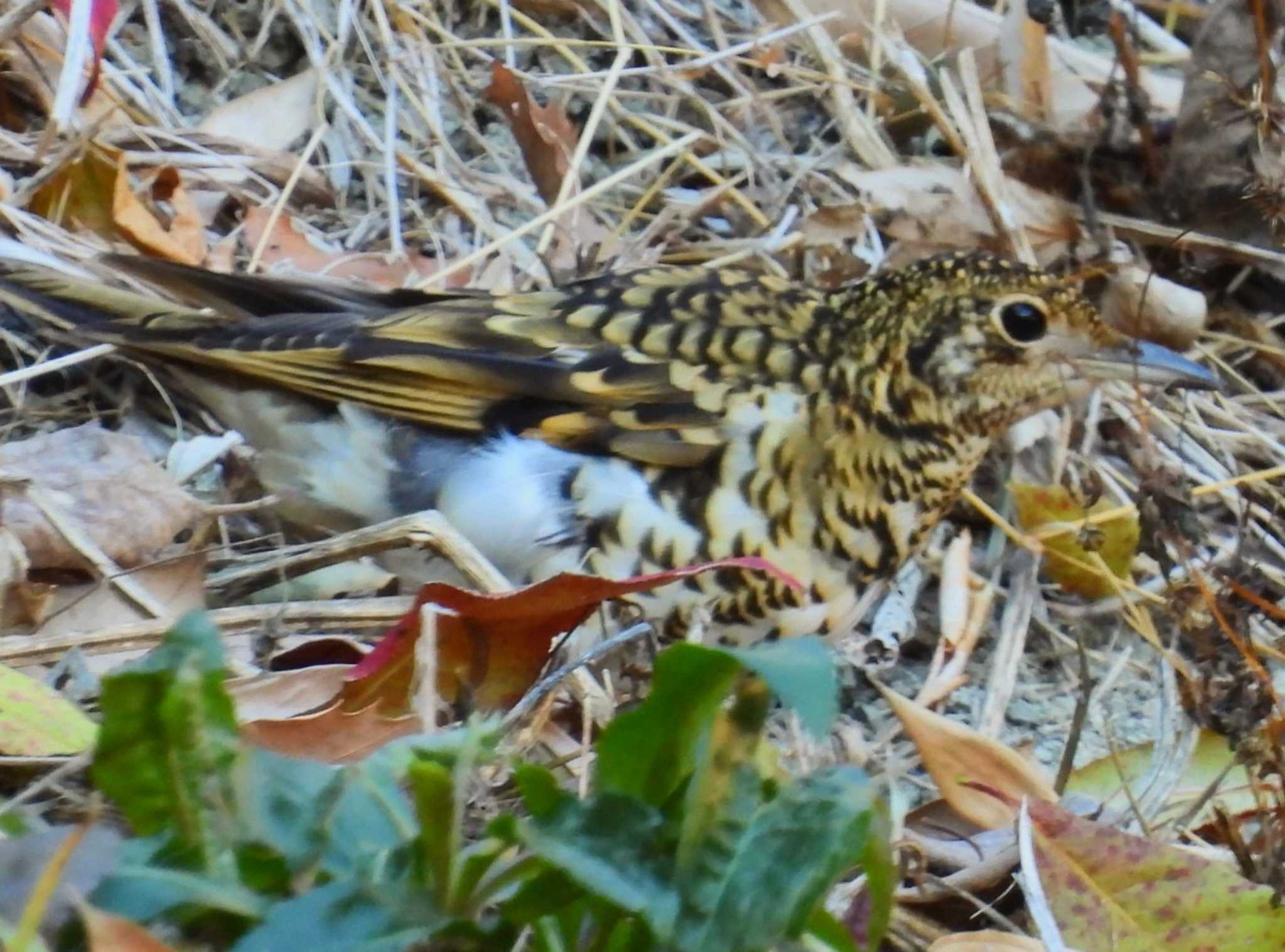 Photo of White's Thrush at 横須賀 by カズー
