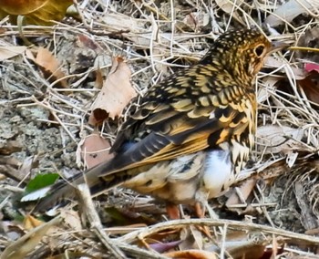 2024年1月8日(月) 横須賀の野鳥観察記録