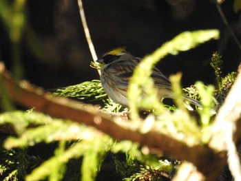 Mon, 1/8/2024 Birding report at 多摩森林科学園