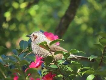 2024年1月8日(月) 大阪城公園の野鳥観察記録