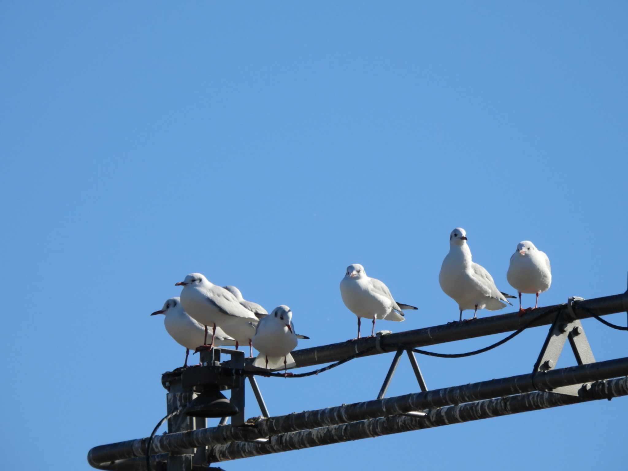 多摩川(ガス橋付近) ユリカモメの写真 by ミサゴ好き🐦