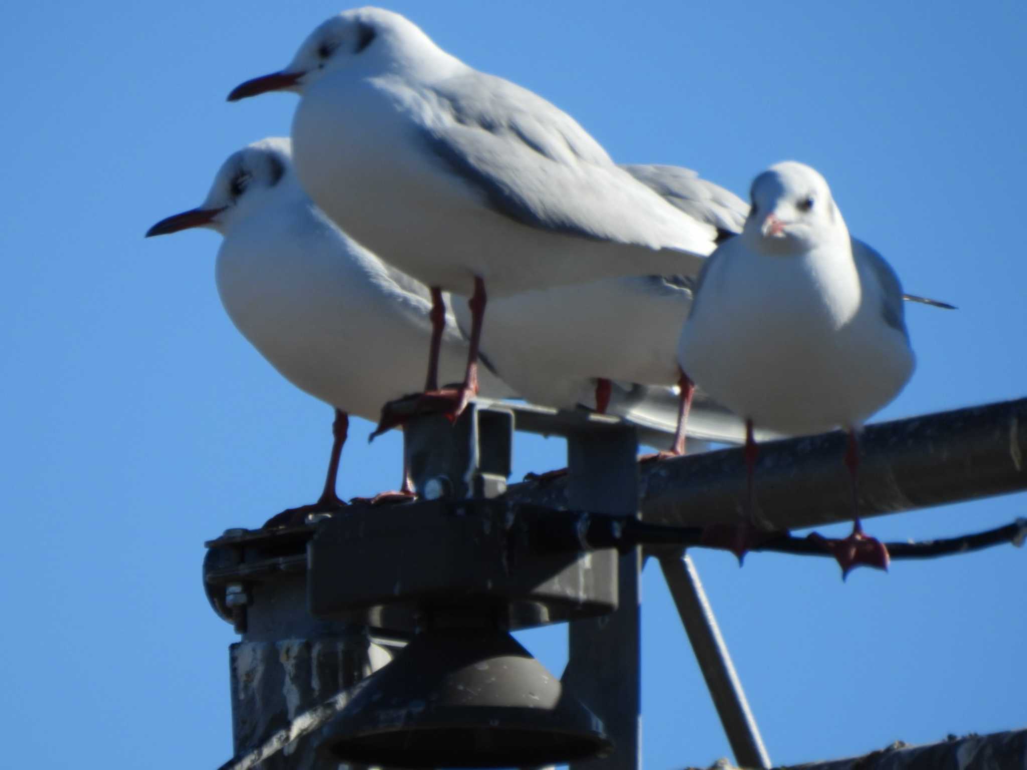 多摩川(ガス橋付近) ユリカモメの写真 by ミサゴ好き🐦