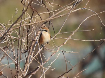 2024年1月8日(月) 多摩川(ガス橋付近)の野鳥観察記録