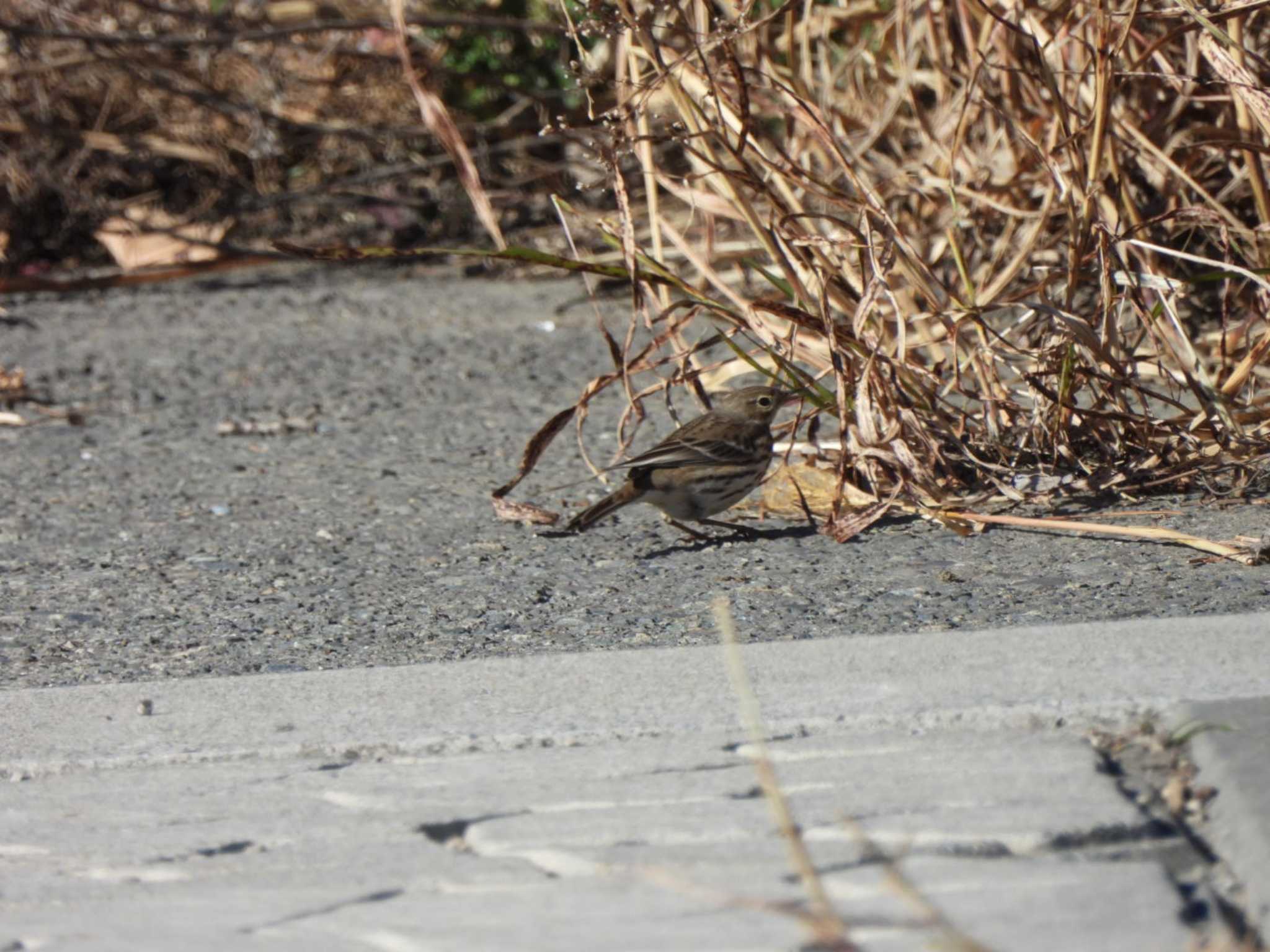 多摩川(丸子橋付近) タヒバリの写真 by ミサゴ好き🐦