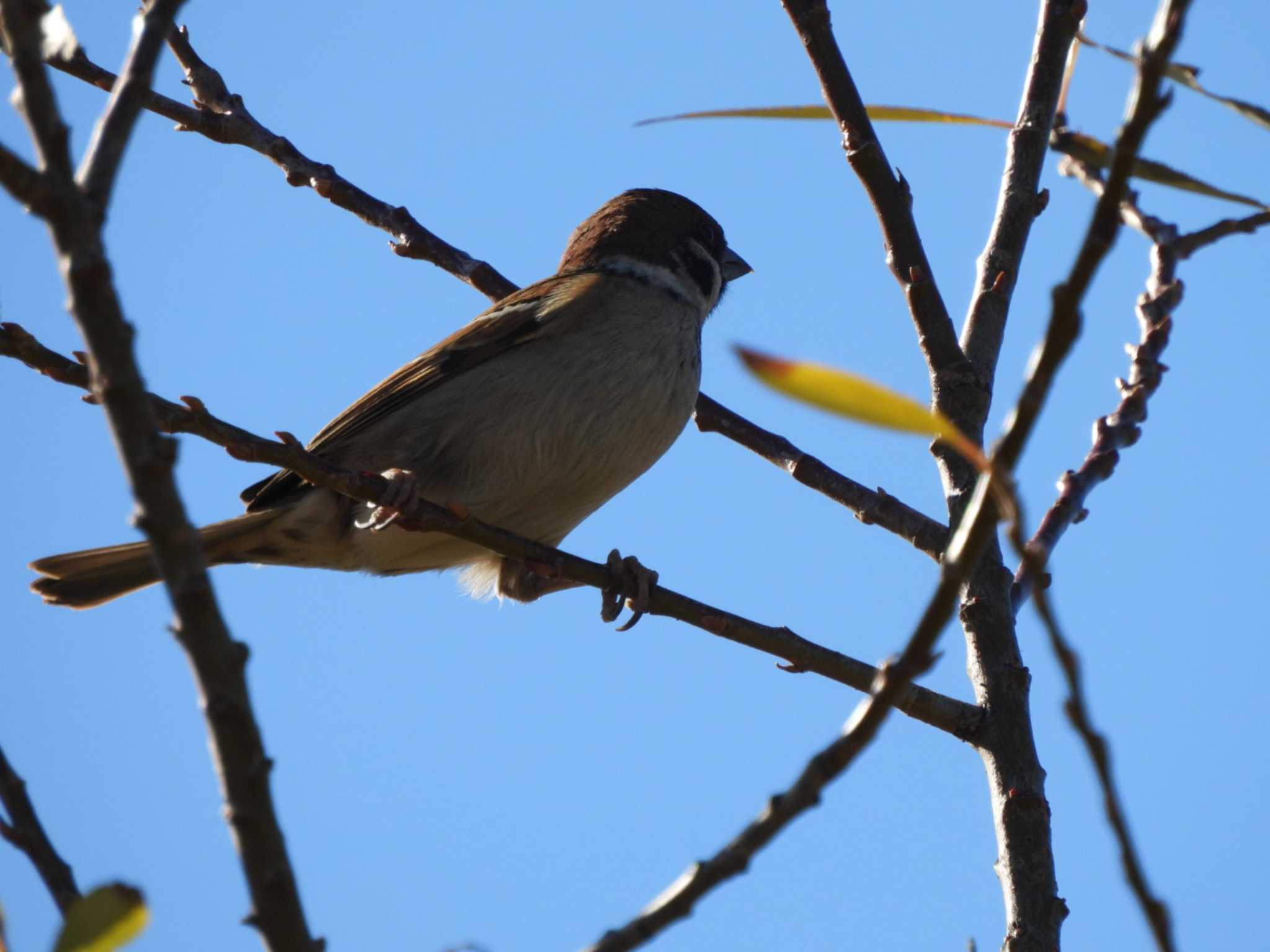 Photo of Eurasian Tree Sparrow at 多摩川(丸子橋付近) by ミサゴ好き🐦