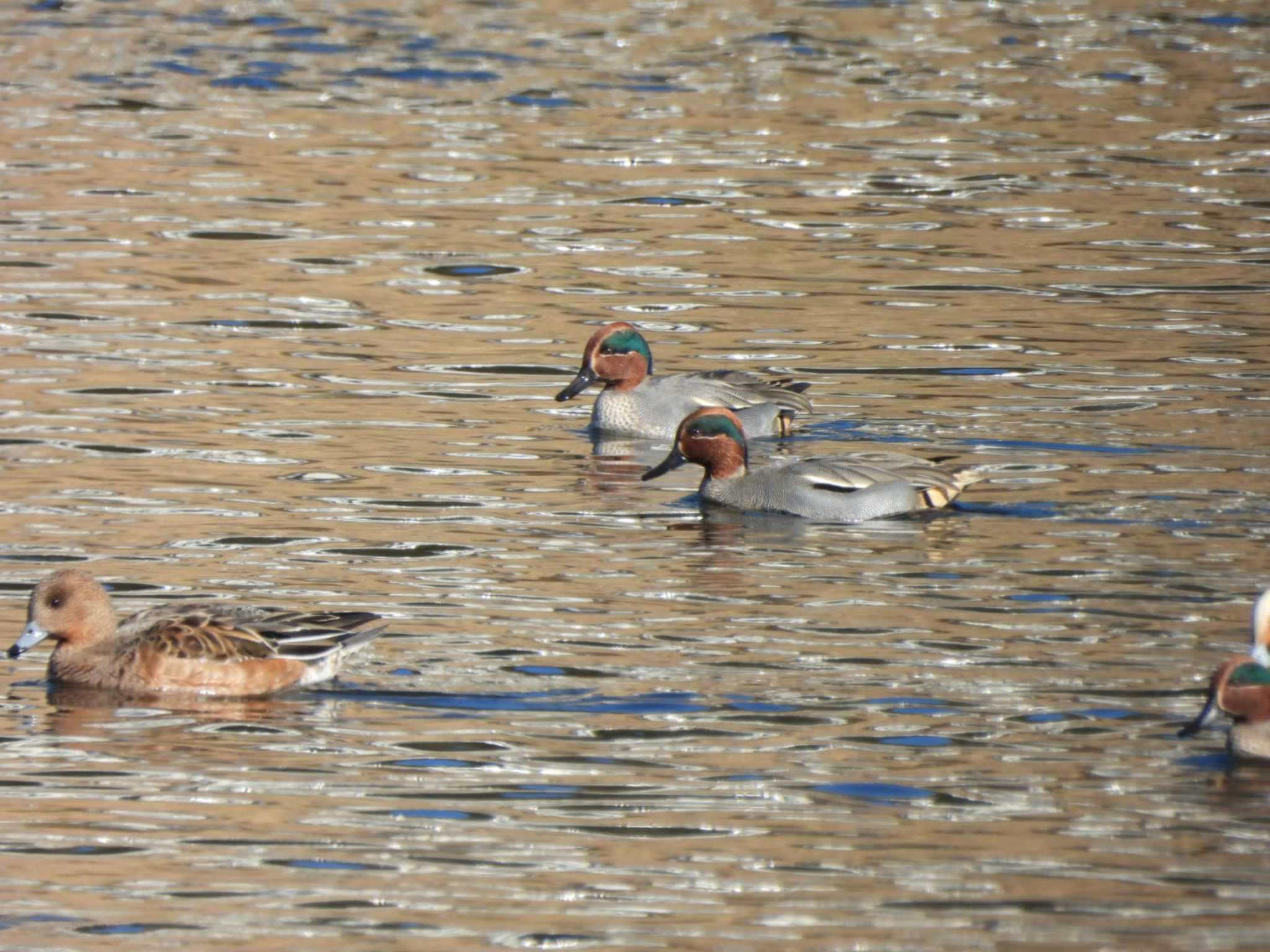 Eurasian Teal