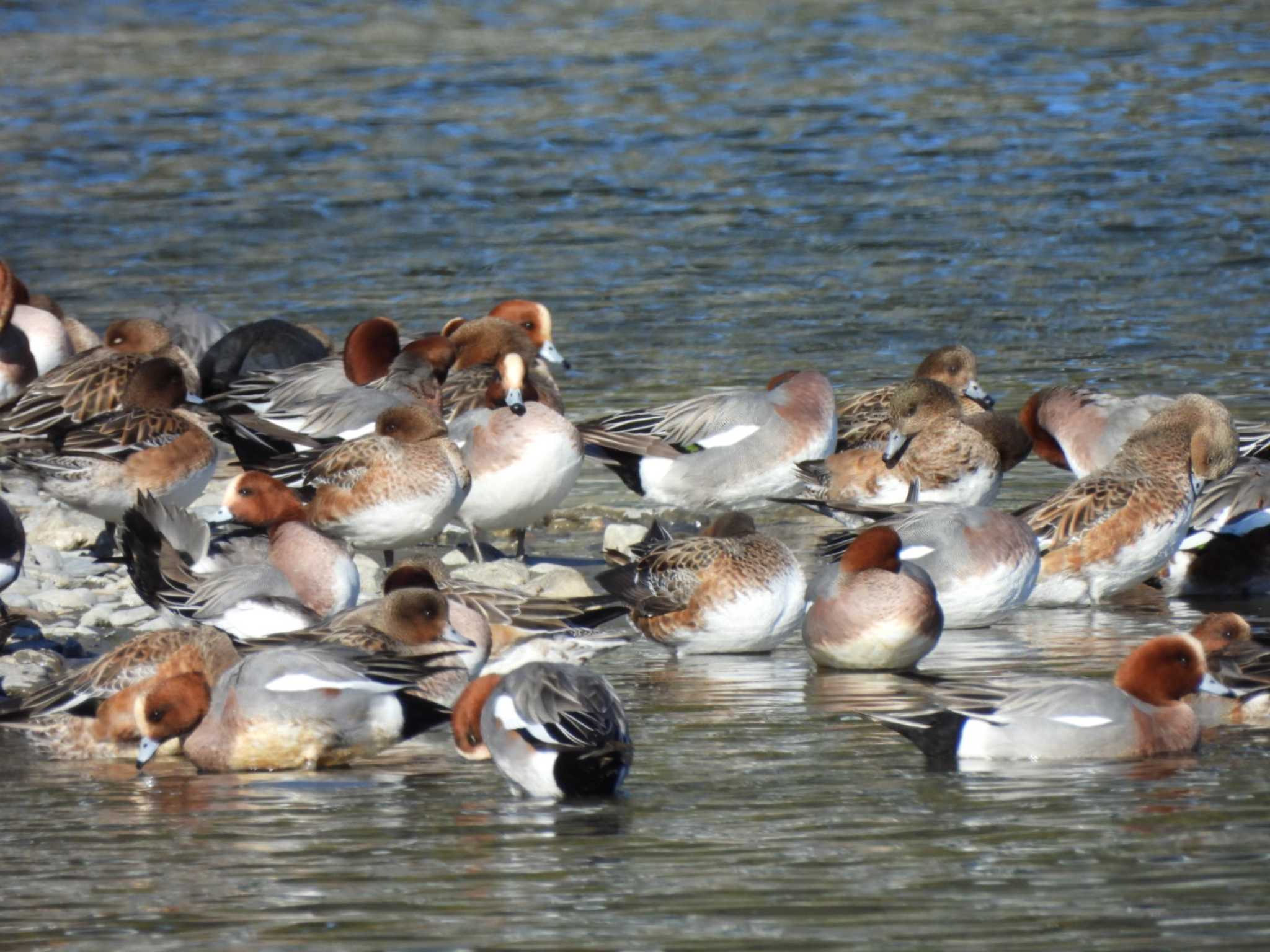 Eurasian Wigeon