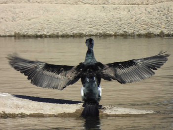 2024年1月8日(月) 多摩川(丸子橋付近)の野鳥観察記録