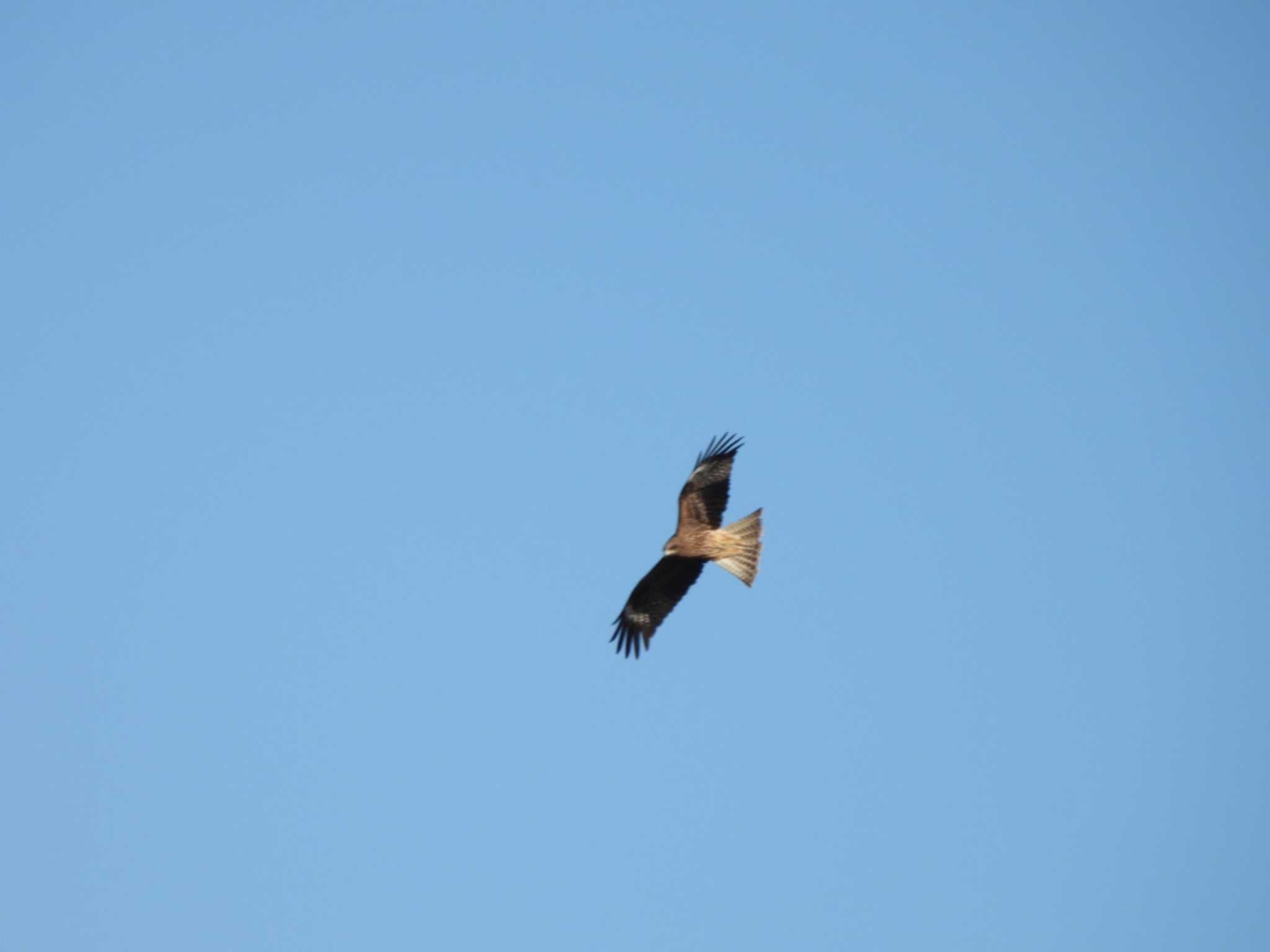 Photo of Black Kite at 多摩川(丸子橋付近) by ミサゴ好き🐦