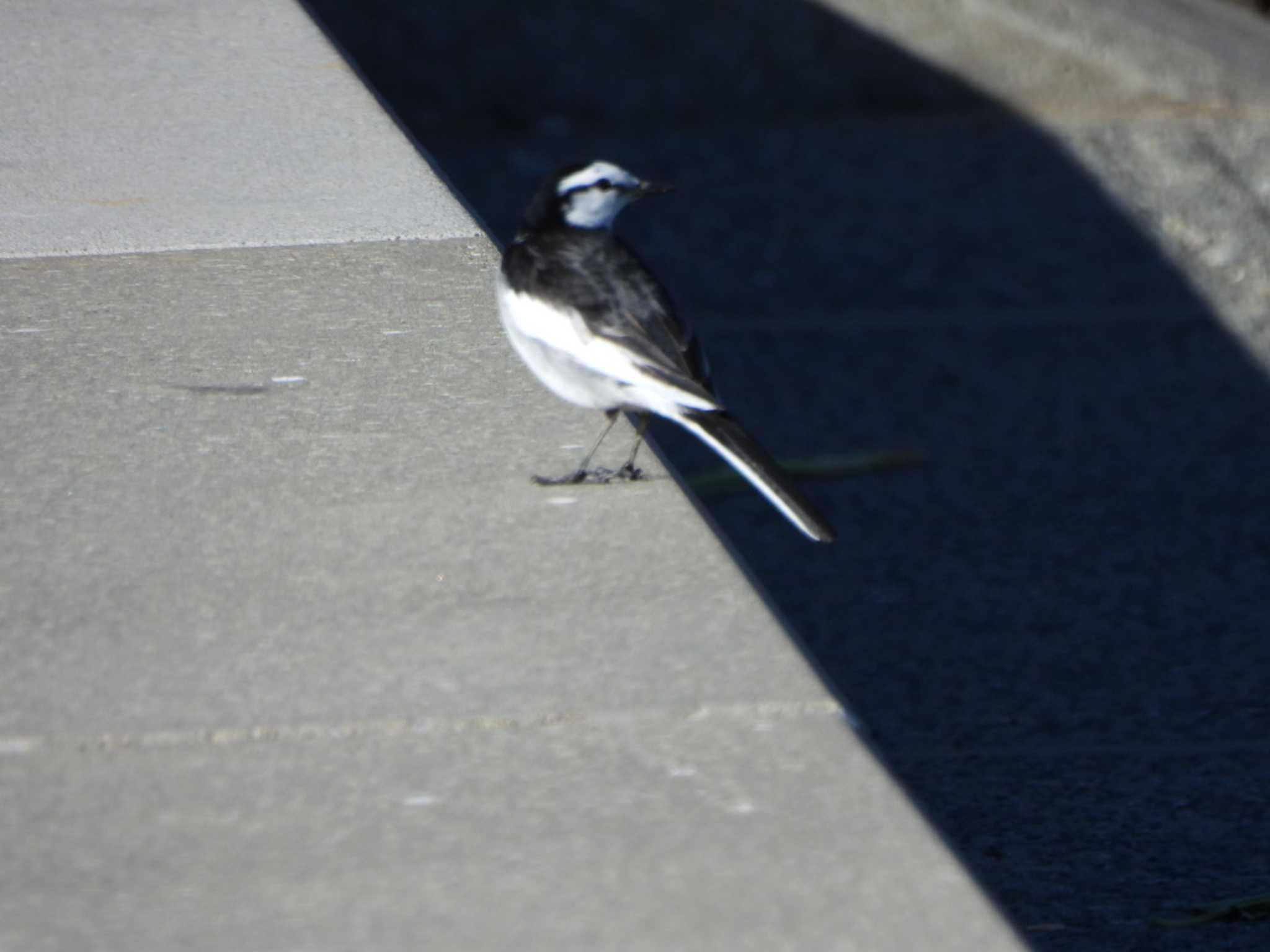 多摩川(丸子橋付近) ハクセキレイの写真 by ミサゴ好き🐦