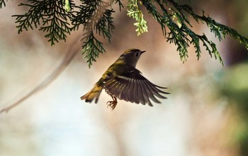 Goldcrest Unknown Spots Mon, 1/8/2024