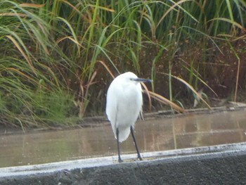 コサギ 浅野川(松寺橋付近) 2018年10月29日(月)