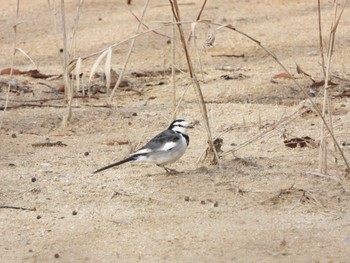 Wed, 1/3/2024 Birding report at 岩ヶ池公園(愛知県)