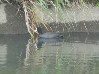 Eurasian Coot 浅野川(松寺橋付近) Mon, 10/29/2018