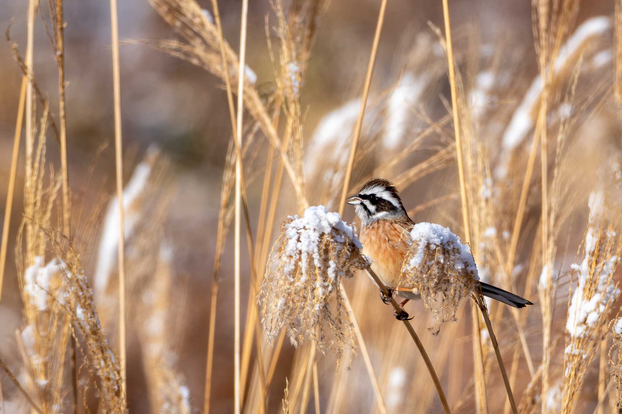 Meadow Bunting