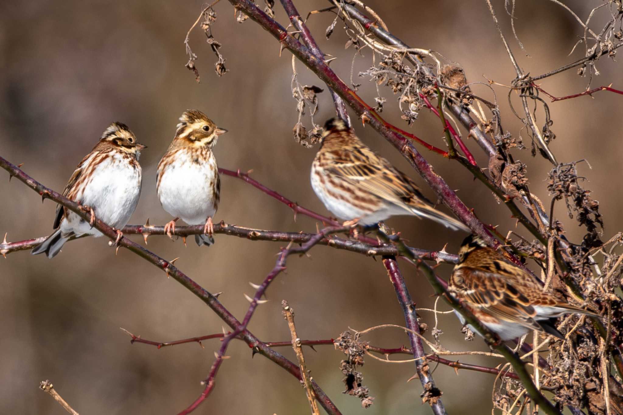 Rustic Bunting