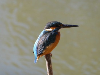 カワセミ 東京港野鳥公園 2024年1月8日(月)