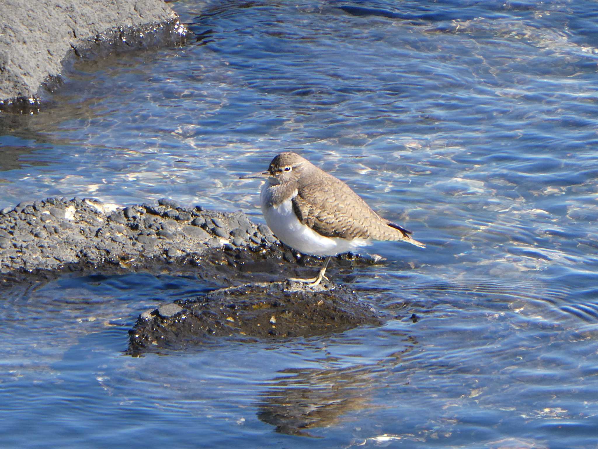 Photo of Common Sandpiper at Tokyo Port Wild Bird Park by ネジ