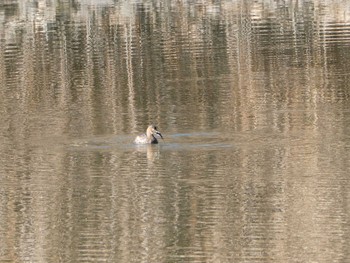 カイツブリ 東京港野鳥公園 2024年1月8日(月)