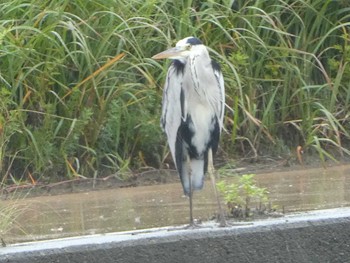 Mon, 10/29/2018 Birding report at 浅野川(松寺橋付近)