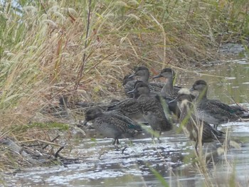 Eurasian Teal 浅野川(松寺橋付近) Mon, 10/29/2018