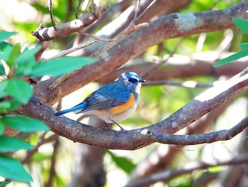 Red-flanked Bluetail 稲佐山公園 Mon, 1/8/2024