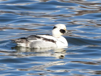 Sun, 1/7/2024 Birding report at 小諸発電所第一調整池(杉の木貯水池)