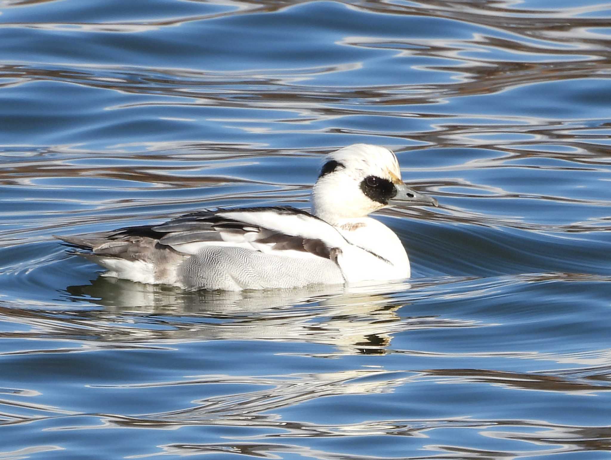 Smew