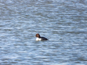 Common Goldeneye 小諸発電所第一調整池(杉の木貯水池) Sun, 1/7/2024