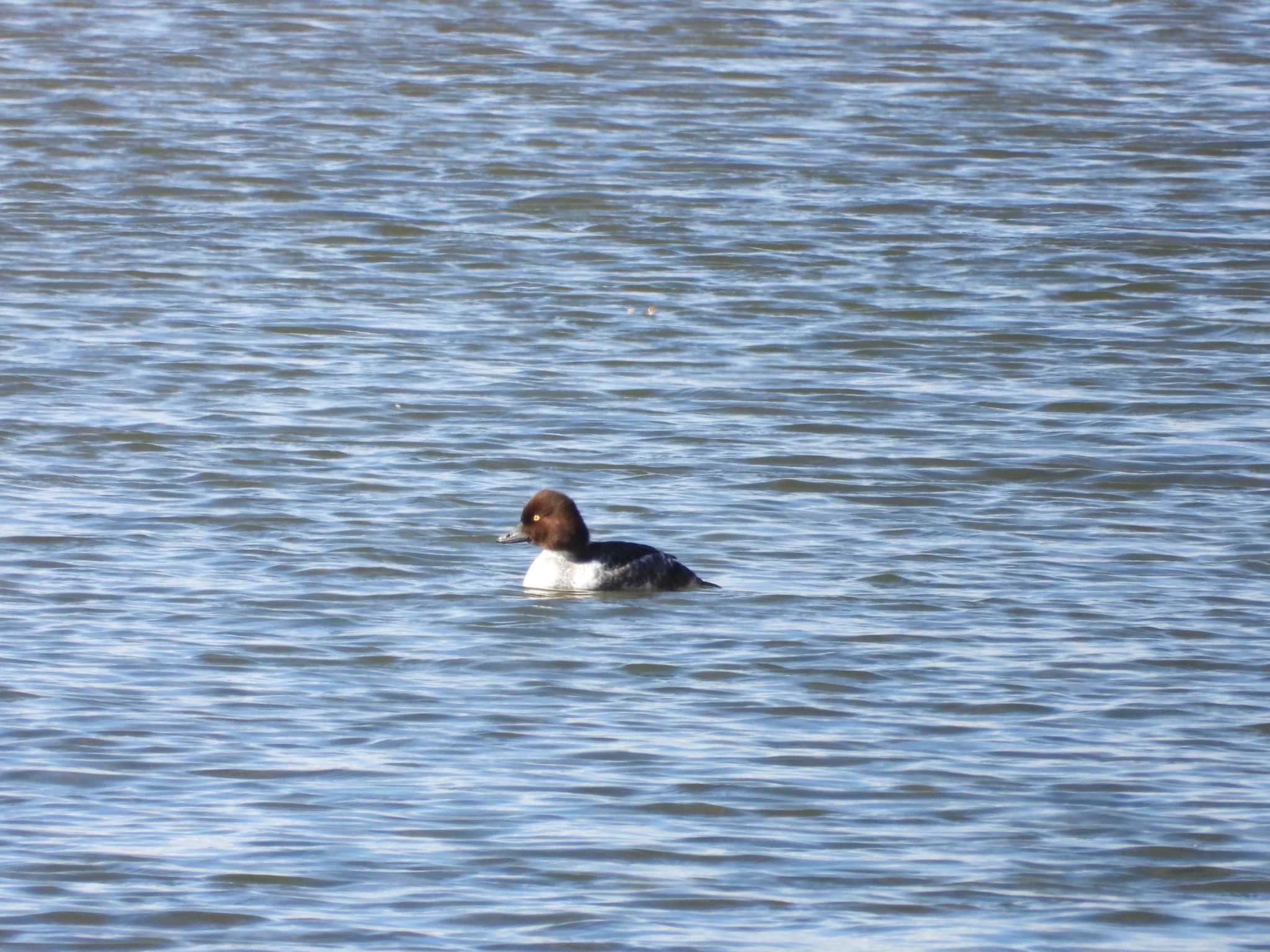 Common Goldeneye