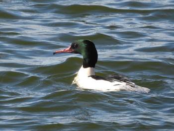 Common Merganser 小諸発電所第一調整池(杉の木貯水池) Sun, 1/7/2024