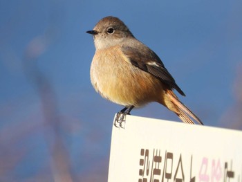 ジョウビタキ 小諸発電所第一調整池(杉の木貯水池) 2024年1月7日(日)