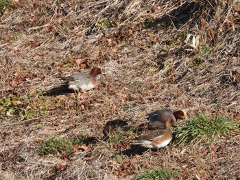 Eurasian Wigeon 小諸発電所第一調整池(杉の木貯水池) Sun, 1/7/2024