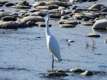 Great Egret 小諸発電所第一調整池(杉の木貯水池) Sun, 1/7/2024