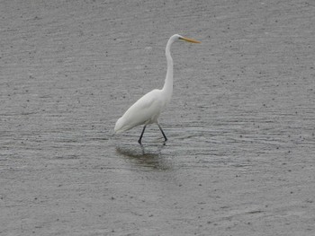 Great Egret 浅野川(松寺橋付近) Mon, 10/29/2018