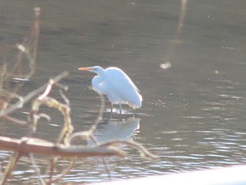 チュウサギ 群馬 早川 2024年1月8日(月)