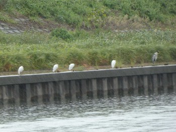 コサギ 浅野川(松寺橋付近) 2018年10月29日(月)