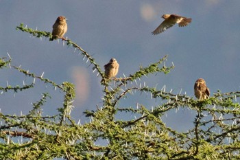 Grey-capped Social Weaver