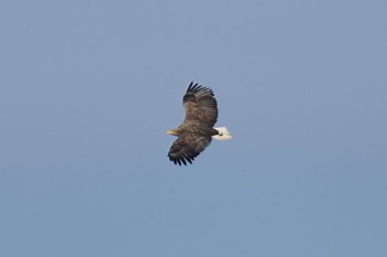 White-tailed Eagle 北海道 落石町 Fri, 12/29/2023