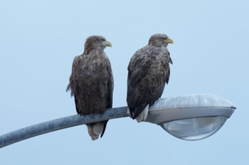 White-tailed Eagle 北海道 落石町 Fri, 12/29/2023