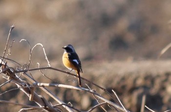 Daurian Redstart Akigase Park Mon, 1/8/2024