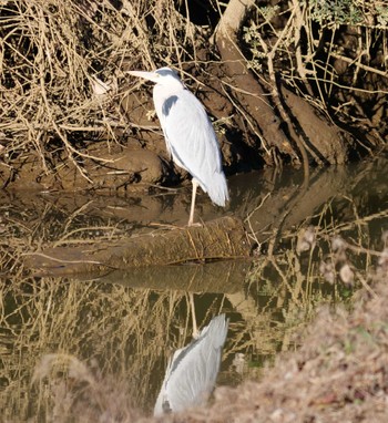 Grey Heron Akigase Park Mon, 1/8/2024