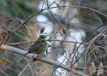 アオジ 秋ヶ瀬公園 こどもの森 2024年1月8日(月)