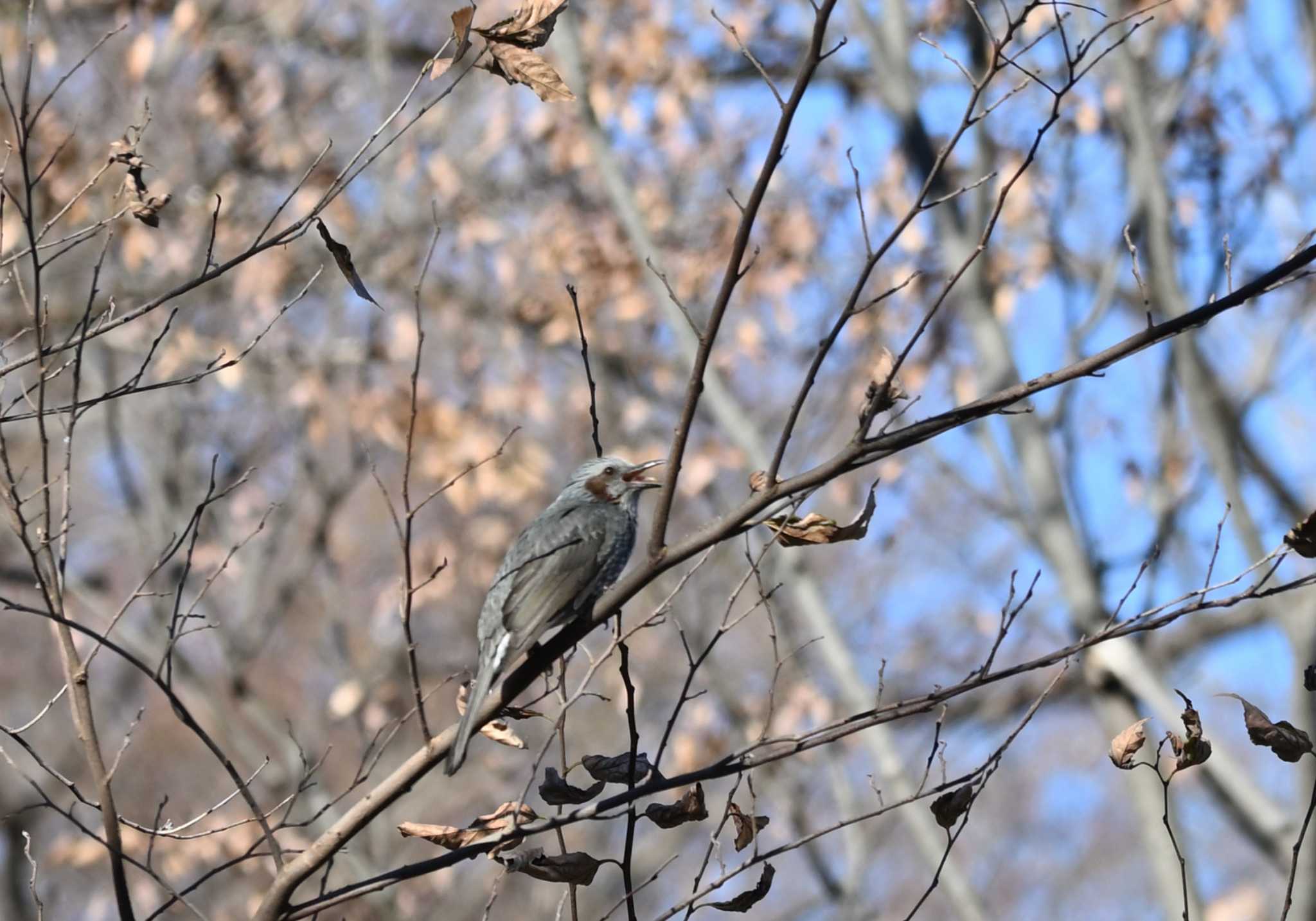 都立狭山公園 ヒヨドリの写真 by mountain field