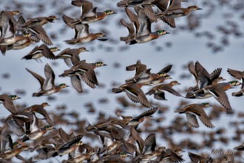 2024年1月3日(水) 北印旛沼の野鳥観察記録