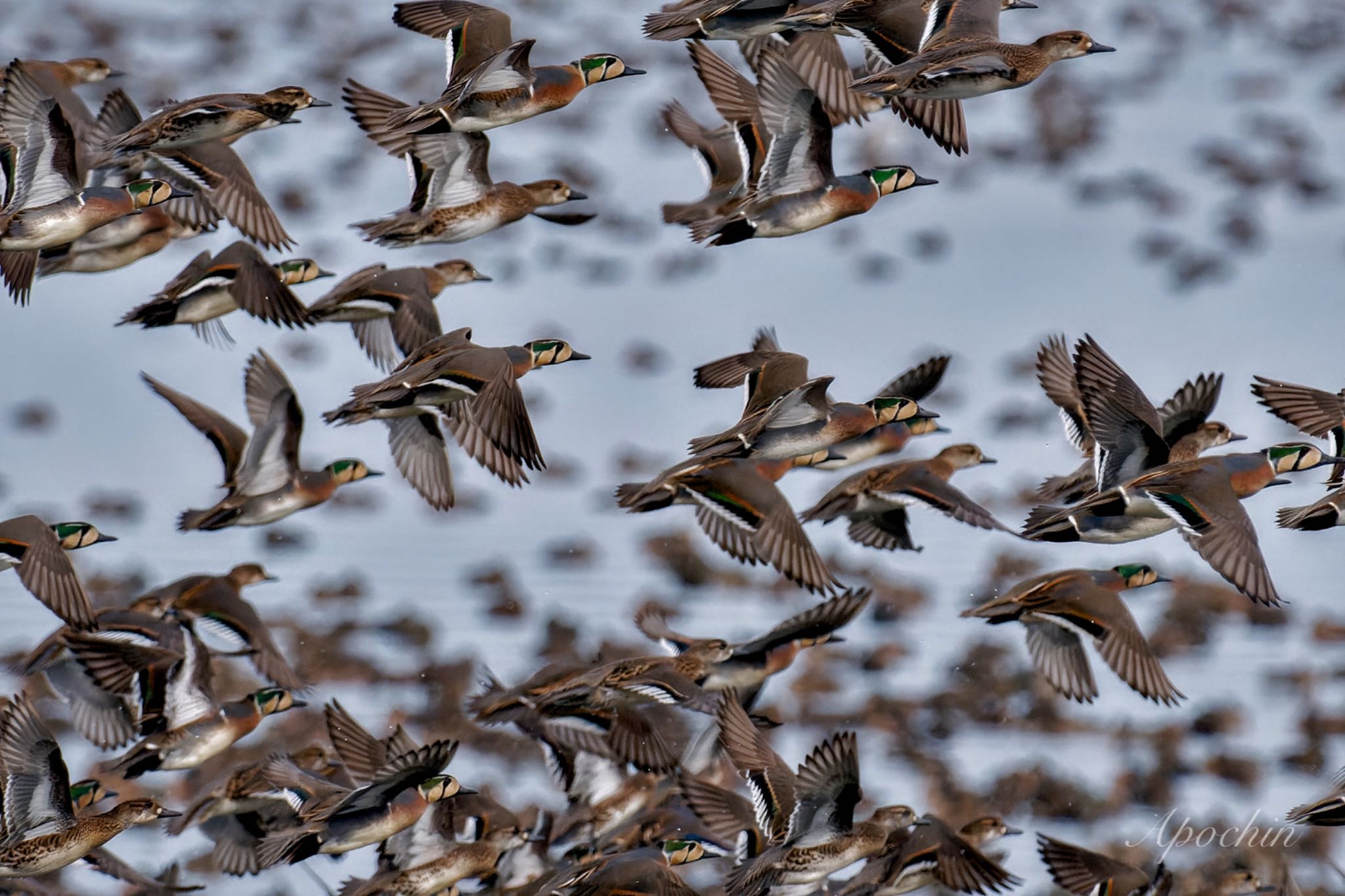 Baikal Teal