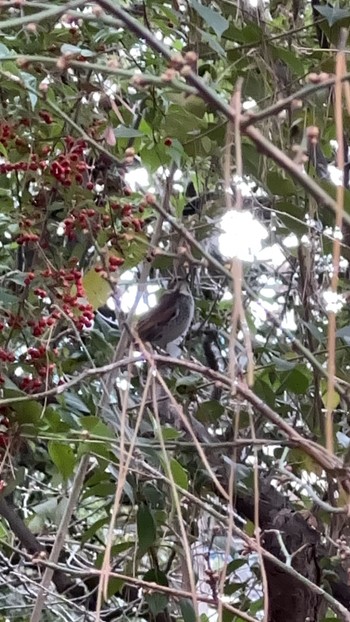 Brown-eared Bulbul 武蔵関公園(練馬区) Sun, 1/7/2024