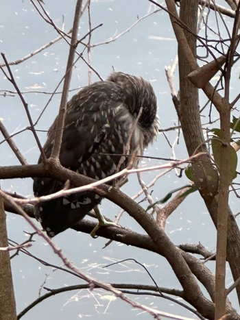 Black-crowned Night Heron 武蔵関公園(練馬区) Sun, 1/7/2024