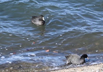 オオバン 都立狭山公園 2024年1月8日(月)