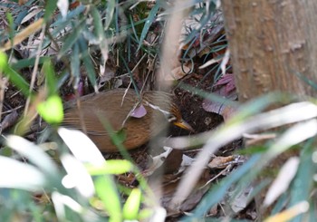 ガビチョウ 都立狭山公園 2024年1月8日(月)